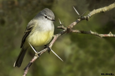 TIQUITIQUI TRINADOR (Serpophaga griseicapilla) - Rinc&oacute;n de Melilla - MONTEVIDEO (Agosto 2017)