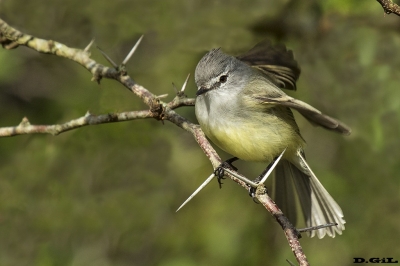 TIQUITIQUI TRINADOR (Serpophaga griseicapilla) - Rinc&oacute;n de Melilla - MONTEVIDEO (Agosto 2017)