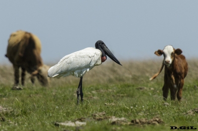 JABIRU (Jabiru mycteria) - Esteros del Iber&aacute; - ARGENTINA (Noviembre 2017)