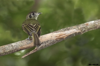 MOSQUETA CORONA PARDA  (Leptopogon amaurocephalus) - Mata de Sao Joao -Bah&iacute;a-BRASIL&nbsp; (Julio 2017)