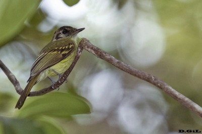 MOSQUETA CORONA PARDA (Leptopogon amaurocephalus) - Mata de Sao Joao -Bah&iacute;a-BRASIL&nbsp; (Julio 2017)