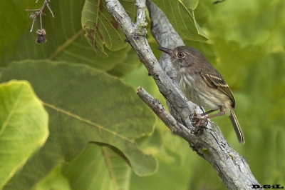 MOSQUETA OJO DORADO (Hemitriccus margaritaceiventer) - Camacari - Bah&iacute;a - BRASIL (Julio 2017)