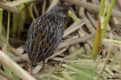 GALLINETA OVERA (Pardirallus maculatus) - Ba&ntilde;adito de Abente-Solymar - CANELONES (Setiembre 2017)