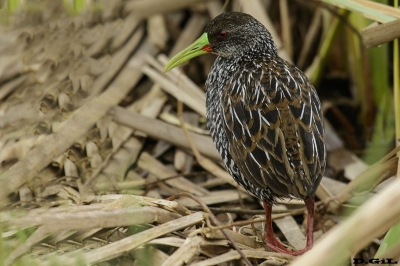 GALLINETA OVERA (Pardirallus maculatus) - Ba&ntilde;adito de Abente-Solymar - CANELONES (Setiembre 2017)