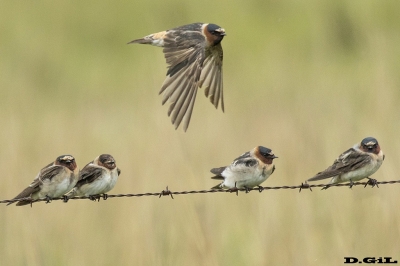 GOLONDRINA RABADILLA CANELA (Petrochelidon pyrrhonota) - Esteros del Iber&aacute; - ARGENTINA (Noviembre 2017)