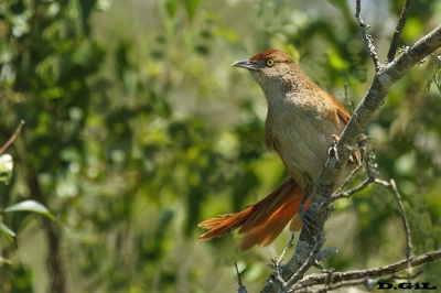 TIOTÍO GRANDE (Phacellodomus ruber) - Esteros del Iber&aacute; - ARGENTINA (Noviembre 2017)