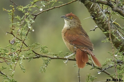 TIOTÍO GRANDE (Phacellodomus ruber) - Esteros del Iber&aacute; - ARGENTINA (Noviembre 2017)