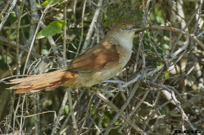 TIOTÍO GRANDE (Phacellodomus ruber) - Esteros del Iber&aacute; - ARGENTINA (Noviembre 2017)