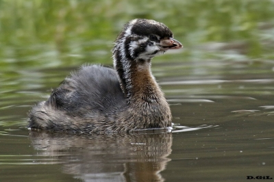 MACÁ PICO GRUESO (Podilymbus podiceps) - (Juvenil) Lago en Parque Miramar - CANELONES (Agosto 2016)