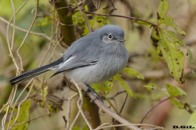 PIOJITO AZULADO (Polioptila dumicola) - (Hembra) Rinc&oacute;n de Vignoli - FLORIDA (Junio 2017)
