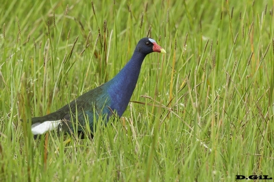 POLLA AZUL (Porphyrio martinica) - Esteros del Iber&aacute; - ARGENTINA (Noviembre 2017)
