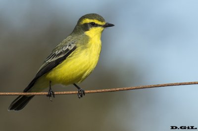 VINCHERO (Satrapa icterophrys) - Rinc&oacute;n de Melilla - MONTEVIDEO (Junio 2017)