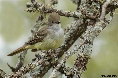 FÍOFÍO GRANDE (Elaenia spectabilis) - Esteros del Iber&aacute; - ARGENTINA (Noviembre 2017)
