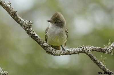 FÍOFÍO GRANDE (Elaenia spectabilis) - Esteros del Iber&aacute; - ARGENTINA (Noviembre 2017)
