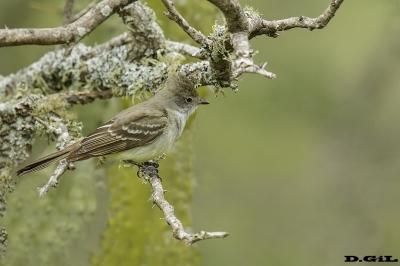 FÍOFÍO GRANDE (Elaenia spectabilis) - Esteros del Iber&aacute; - ARGENTINA (Noviembre 2017)