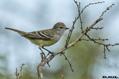 SUIRIRÍ COPETÓN (Sublegatus modestus) - Esteros del Iber&aacute; - ARGENTINA (Noviembre 2017)