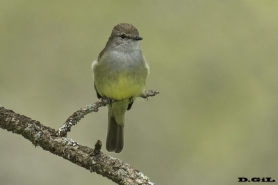 SUIRIRÍ COPETÓN (Sublegatus modestus) - Esteros del Iber&aacute; - ARGENTINA (Noviembre 2017)