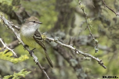 SUIRIRÍ COPETÓN (Sublegatus modestus) - Esteros del Iber&aacute; - ARGENTINA (Noviembre 2017)