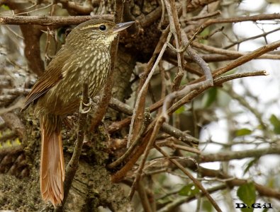 TITIRÍ (Syndactyla rufosuperciliata) - Monte de Ombúes-Minas-LAVALLEJA (Setiembre 2012)