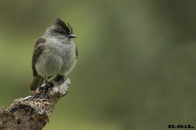 TUQUITO GRIS (Griseotyrannus aurantioatrocristatus) - Esteros del Iber&aacute; - ARGENTINA (Noviembre 2017)