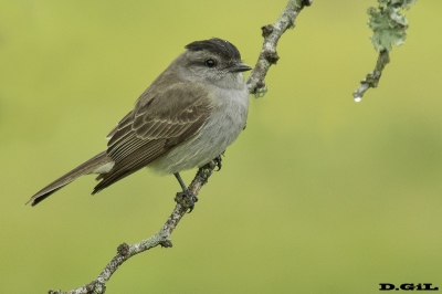 TUQUITO GRIS (Griseotyrannus aurantioatrocristatus) - Esteros del Iber&aacute; - ARGENTINA (Noviembre 2017)