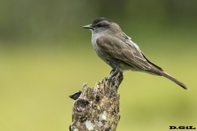 TUQUITO GRIS (Griseotyrannus aurantioatrocristatus) - Esteros del Iber&aacute; - ARGENTINA (Noviembre 2017)