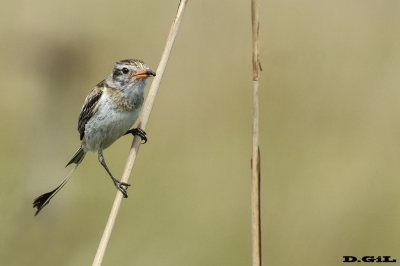 YETAPÁ DE COLLAR (Alectrurus risora) - (Hembra) Esteros del Iber&aacute; - ARGENTINA (Noviembre 2017)