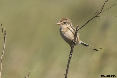 YETAPÁ DE COLLAR (Alectrurus risora) - (Juvenil) Esteros del Iber&aacute; - ARGENTINA (Noviembre 2017)