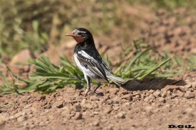 YETAPÁ DE COLLAR (Alectrurus risora) - (Macho) Esteros del Iber&aacute; - ARGENTINA (Noviembre 2017)