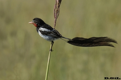 YETAPÁ DE COLLAR (Alectrurus risora) - (Macho) Esteros del Iber&aacute; - ARGENTINA (Noviembre 2017)