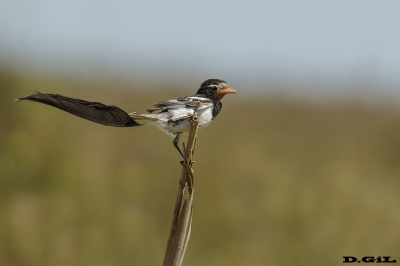 YETAPÁ DE COLLAR (Alectrurus risora) - Esteros del Iber&aacute; - ARGENTINA (Noviembre 2017)