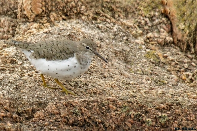 PLAYERITO MANCHADO (Actitis macularius) - Puerto del Buceo - MONTEVIDEO (Febrero 2019)