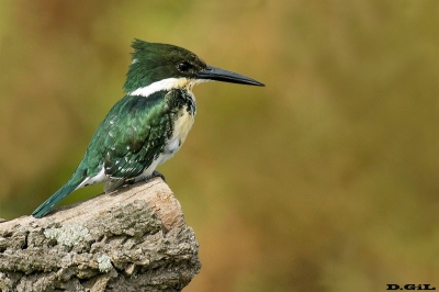 MARTÍN PESCADOR CHICO (Chloroceryle americana) - Laguna del Diario - MALDONADO (Abril 2019)
