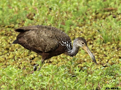 CARAO (Aramus guarauna) - Ba&ntilde;ados de San Miguel - ROCHA (Octubre 2013)