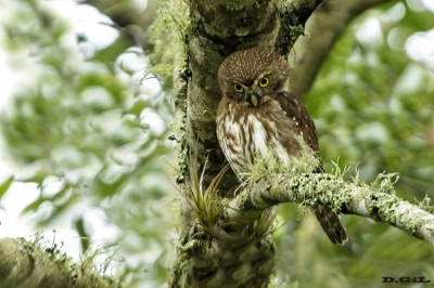 CABURÉ (Glaucidium brasilianum) - Paso Centuri&ograve;n - CERRO LARGO (Julio 2018)