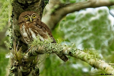 CABURÉ (Glaucidium brasilianum) - Paso Centuri&ograve;n - CERRO LARGO (Julio 2018)