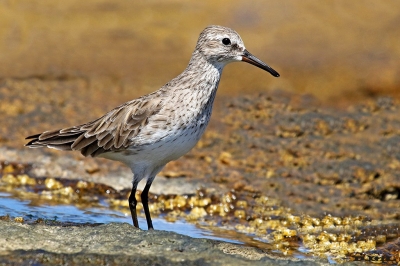 PLAYERITO RABADILLA BLANCA (Calidris fuscicollis) - Punta Colorada - MALDONADO (Febrero 2017)