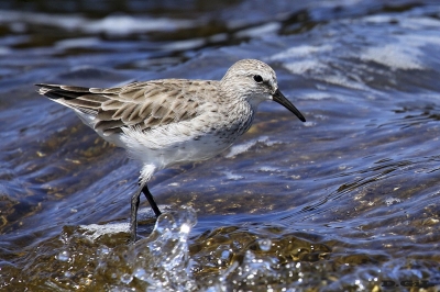 PLAYERITO RABADILLA BLANCA (Calidris fuscicollis) - Punta Ballena - MALDONADO (Febrero 2016)