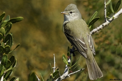 PIOJITO SILBÓN (Camptostoma obsoletum) - Laguna del Diario - MALDONADO (Setiembre 2018)