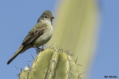 PIOJITO SILBÓN (Camptostoma obsoletum) - Laguna del Diario - MALDONADO (Setiembre 2018)