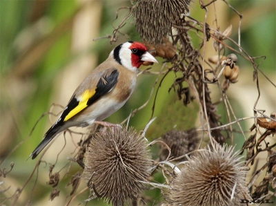 CARDELINO (Carduelis carduelis) - Santiago Vazquez - MONTEVIDEO (Junio 2015)