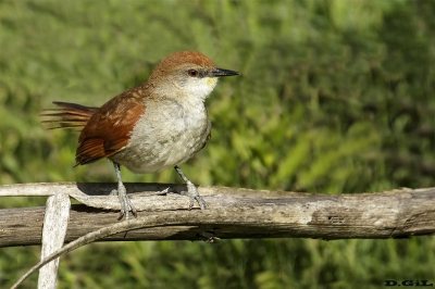 CURUTIÉ COLORADO (Certhiaxis cinnamomeus) - Estero de Pelotas - ROCHA (Noviembre 2018)