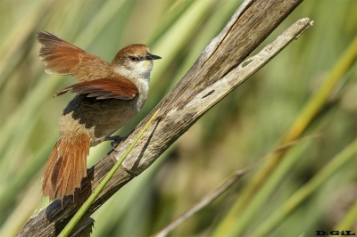 CURUTIÉ COLORADO (Certhiaxis cinnamomeus) - Estero de Pelotas - ROCHA (Noviembre 2018)