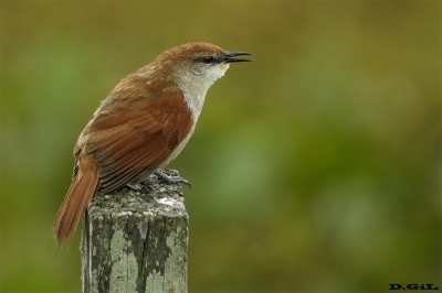 CURUTIÉ COLORADO (Certhiaxis cinnamomeus)certhia2 - Ba&ntilde;ado cercano a Paso Aver&igrave;as - ROCHA (Noviembre 2018)