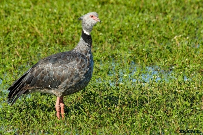 CHAJÁ (Chauna torquata) - Laguna del Diario - MALDONADO (Marzo 2019)