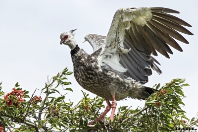 CHAJÁ (Chauna torquata) - Campo en Jose Ignacio - MALDONADO (Febrero 2018)
