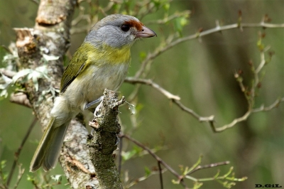 JUAN CHIVIRO (Cychlarhis gujanensis) - Paso Mauricio - SAN JOS&Egrave; (Octubre 2016)