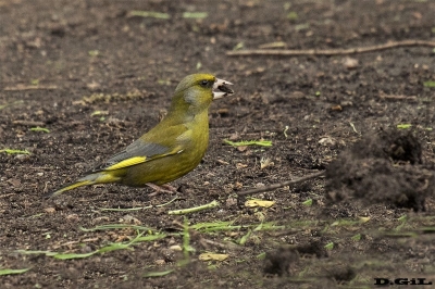 VERDERÓN (Chloris chloris) - (Macho) Solìs - MALDONADO (Diciembre 2017)