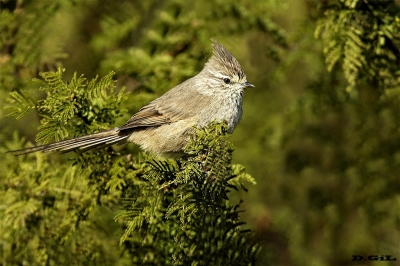 COLUDITO COPETÓN (Leptasthenura platensis) - Rinc&ograve;n de Melilla - MONTEVIDEO (Marzo 2018)