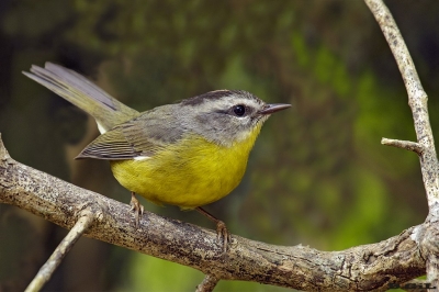 ARAÑERO CHICO (Basileuterus culicivorus) - Laguna del Diario - MALDONADO (Setiembre 2018)